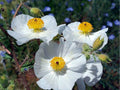 Prickly Poppy Seeds, Argemone polyanthemos, Drought-Tolerant Native Wildflower Seeds for Xeriscape & Pollinator Gardens