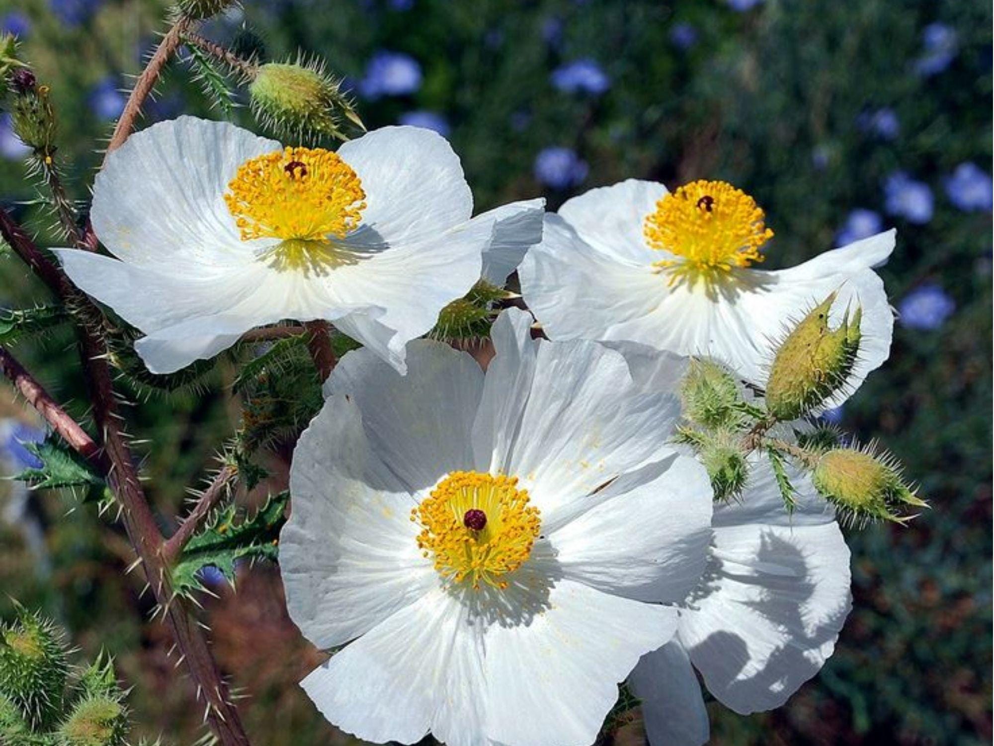Prickly Poppy Seeds, Argemone polyanthemos, Drought-Tolerant Native Wildflower Seeds for Xeriscape & Pollinator Gardens