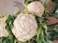 Snowball Y Improved Cauliflower Seeds – 250 Heirloom White Vegetable Seeds for Home Garden, Compact, Cool-Season, Open-Pollinated