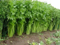Tall Utah 52/70 Celery Seeds – Heirloom Vegetable Seeds for Home Garden & Market Cultivation