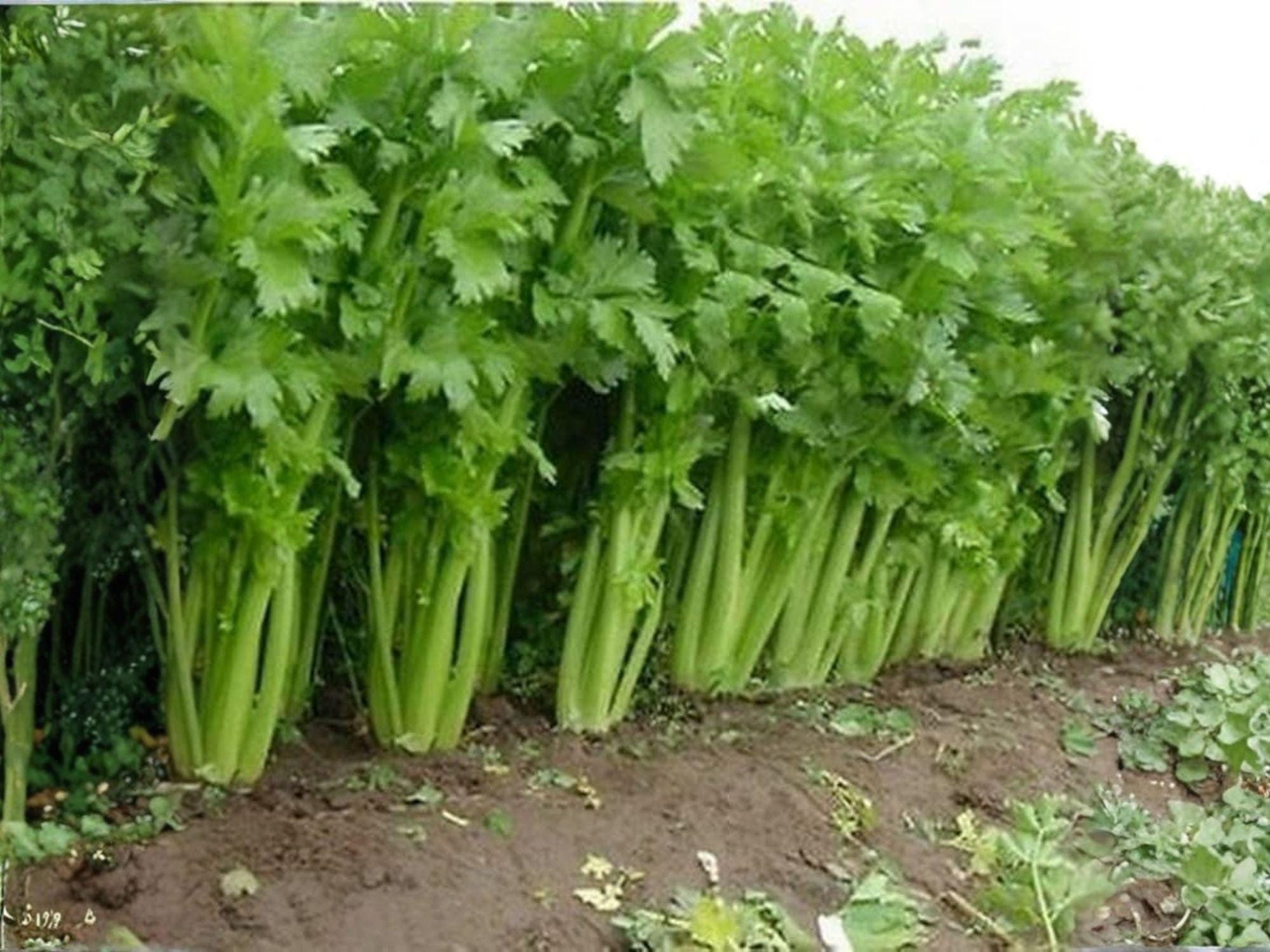 Tall Utah 52/70 Celery Seeds – Heirloom Vegetable Seeds for Home Garden & Market Cultivation