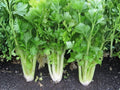 Chinese Celery Seeds – 1000 Open-Pollinated Dark Green Leaf Celery Kintsai for Home Garden & Containers