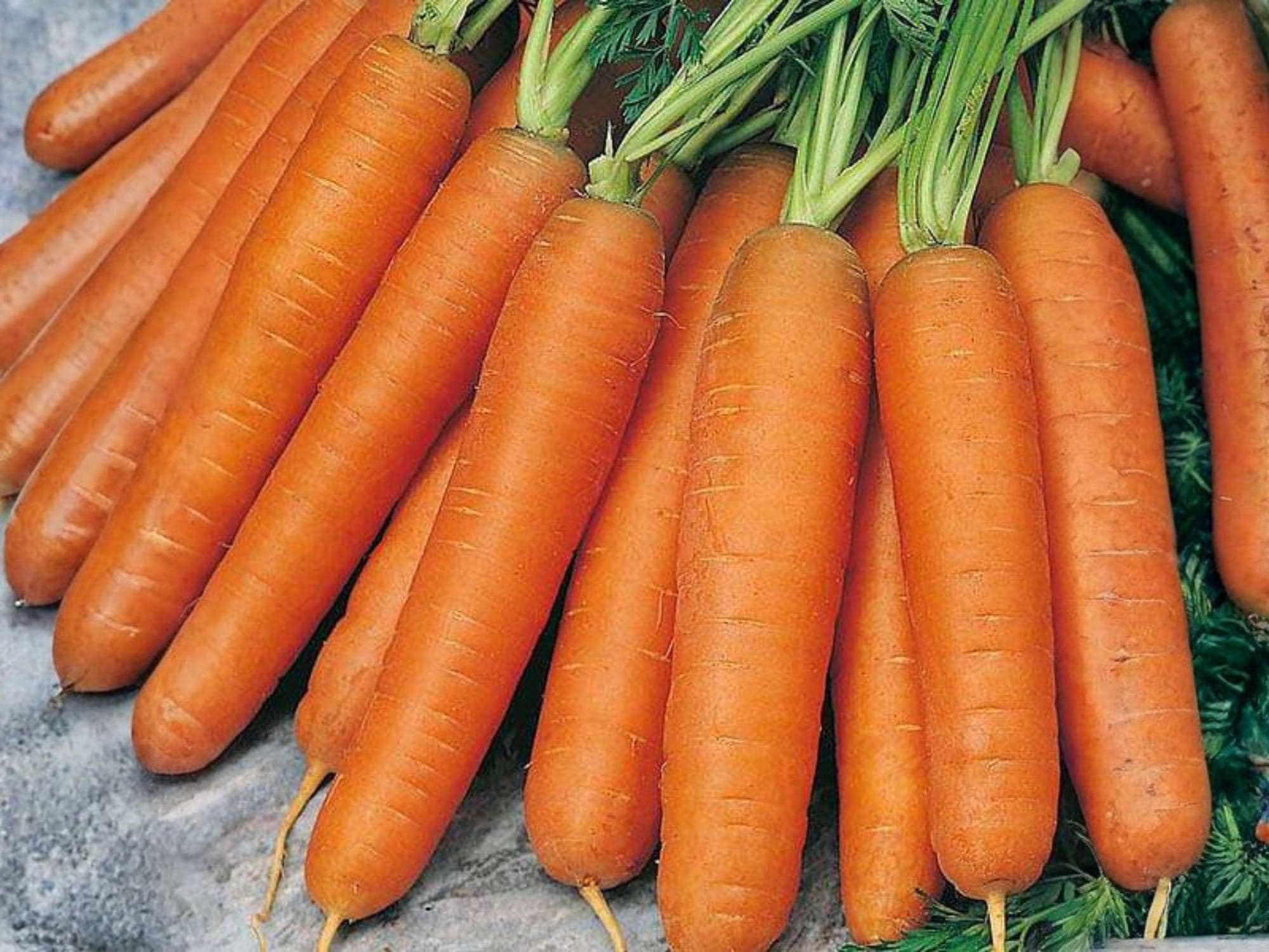 Scarlet Nantes Carrot Seeds 500 | Heirloom Nantes-Type Root Vegetable for Fresh Eating, Juicing & Cooking