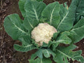 Snowball Y Improved Cauliflower Seeds – Heirloom White Head Vegetable for Cool-Season Gardens