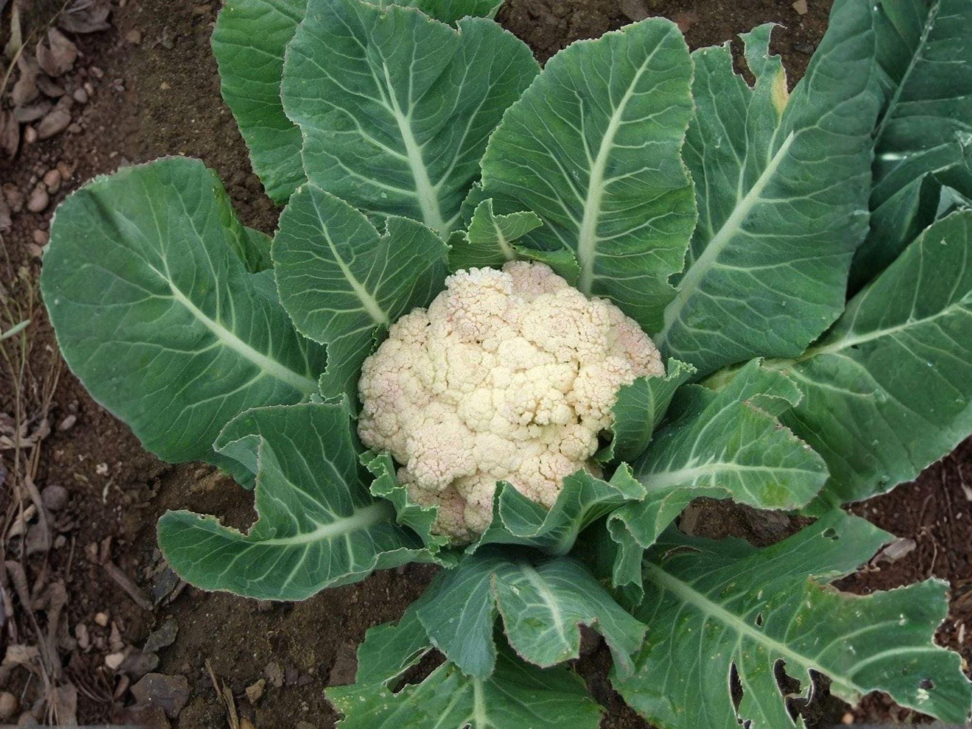 Snowball Y Improved Cauliflower Seeds – Heirloom White Head Vegetable for Cool-Season Gardens