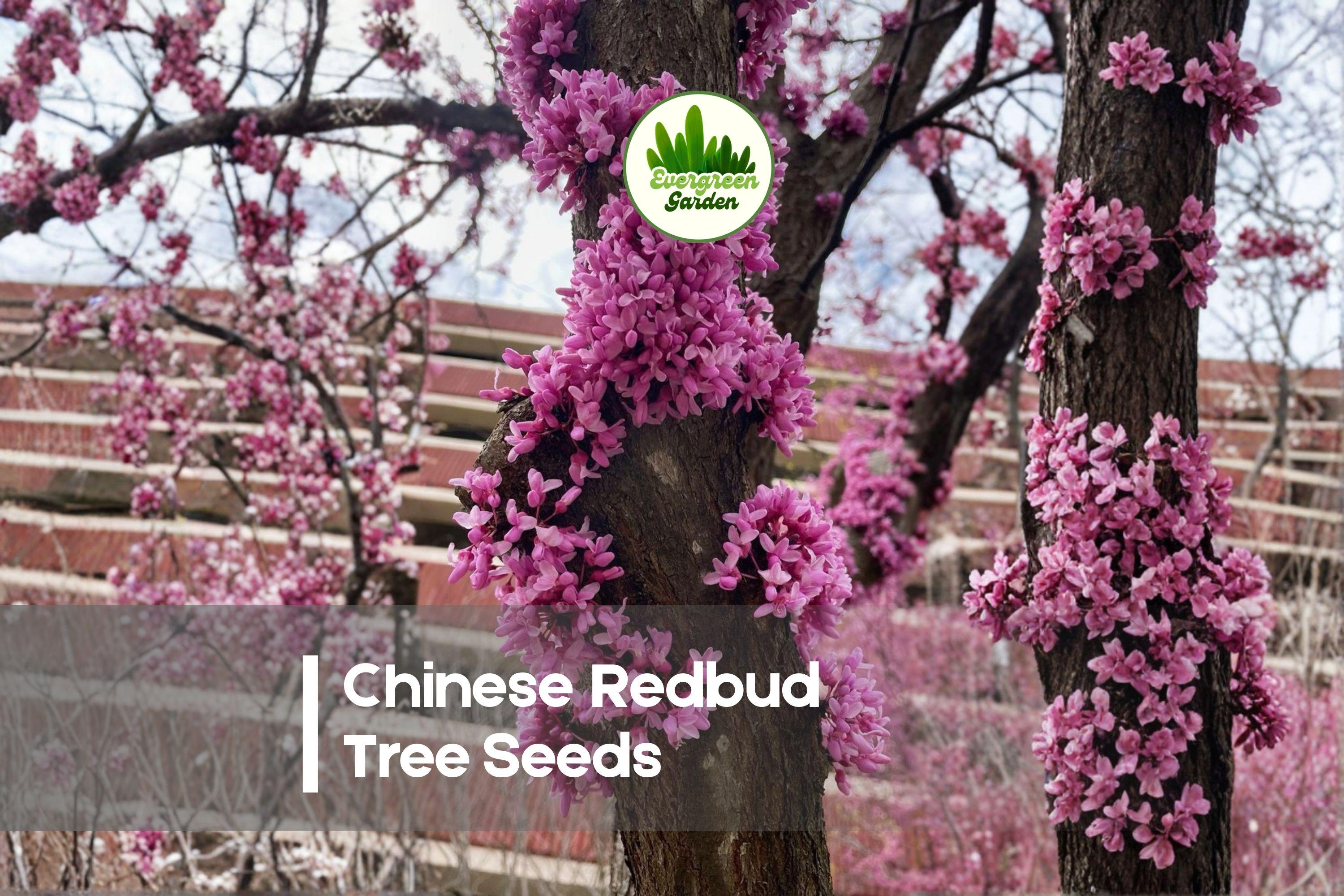 Chinese Redbud Tree Seeds – 40 Pack, Vibrant Pink Blooms, Ornamental, Cercis chinensis, Flowering Tree for Garden, Bonsai & Landscaping