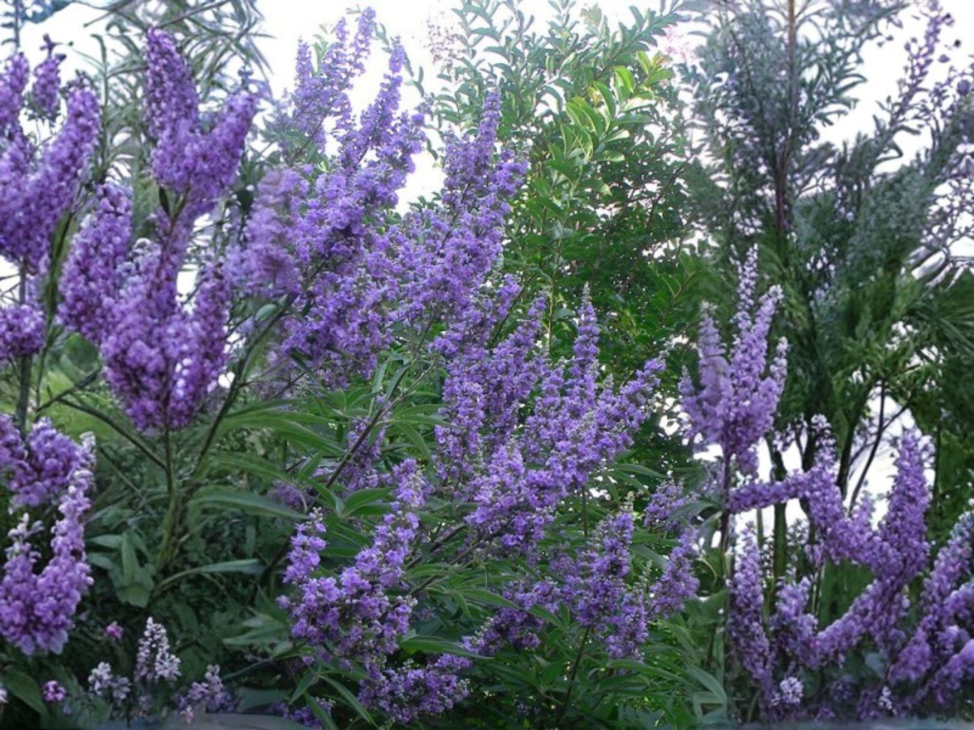 Vitex agnus-castus Seeds – Chaste Tree Flowering Shrub with Lavender-Purple Blooms, Pollinator Magnet, Drought Tolerant, 10 Seeds