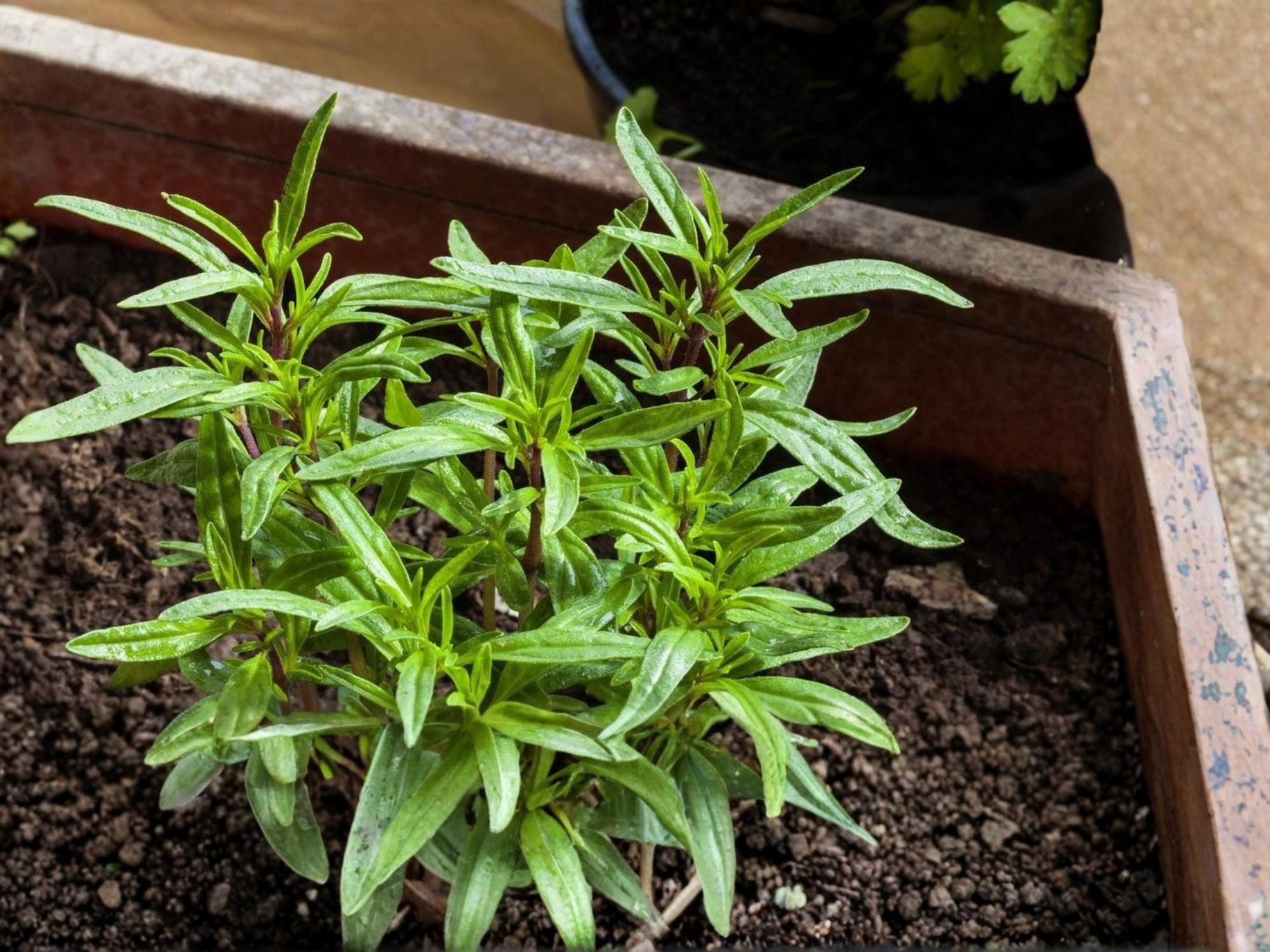 Summer Savory Herb Seeds – 500 Non-GMO, Heirloom, Culinary, Fast-Growing Annual Plant, Thymus vulgaris