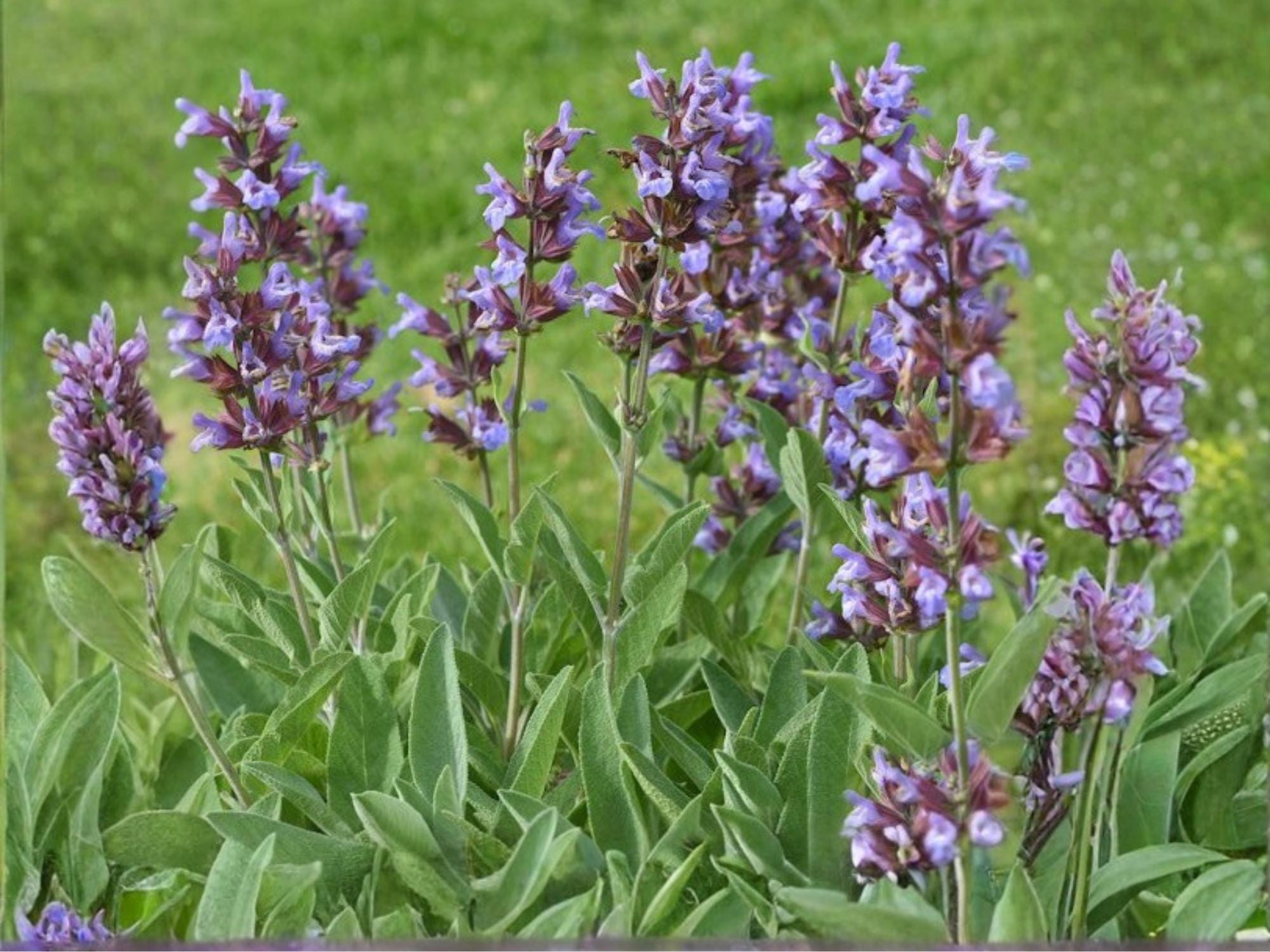 Broadleaf Sage Seeds – Aromatic Culinary Herb, Perennial Garden Sage, Soft Broad Leaves, Non-GMO, 30 Seeds