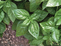Genovese Basil Seeds – 500 Non-GMO Italian Sweet Herb Seeds for Pesto, Culinary Use, Container & Garden Growing