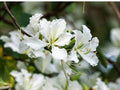 Bauhinia Alba Seeds – White Orchid Tree Flowering Plant – 10 Seeds – Ornamental Tree for Gardens and Landscaping