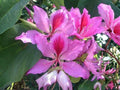 Bauhinia Purpurea Seeds – Purple Orchid Tree Flowering Plant – 10 Seeds | Ornamental Tropical Tree for Gardens & Landscapes