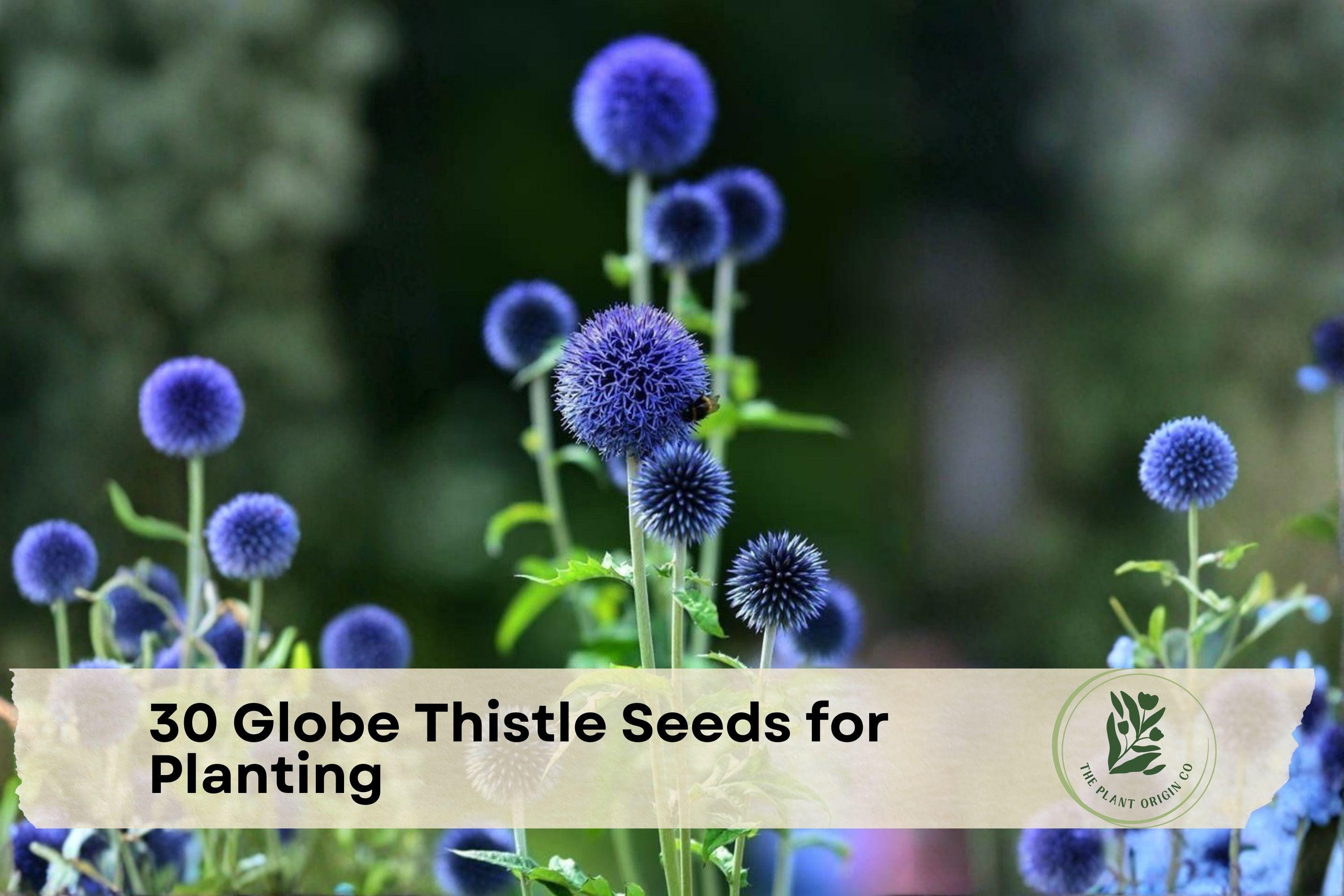 30 Globe Thistle Seeds for Planting – Echinops Blue Perennial Flower Seeds for Drought-Tolerant Gardens