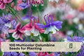 100 Multicolor Columbine Seeds - Aquilegia spp. - Non-GMO Flower Seeds for Garden Beds, Borders & Containers