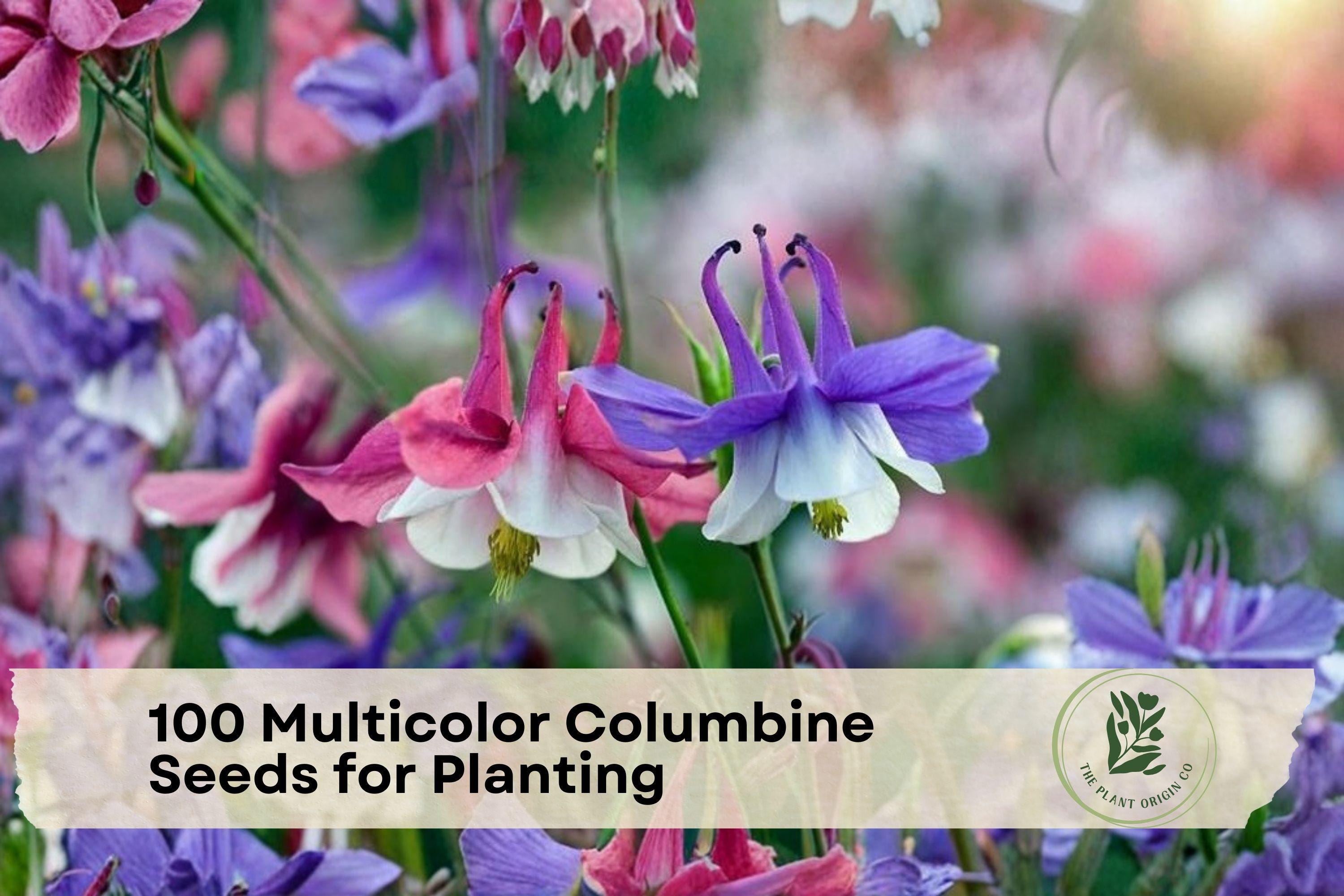 100 Multicolor Columbine Seeds - Aquilegia spp. - Non-GMO Flower Seeds for Garden Beds, Borders & Containers