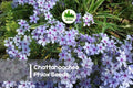Chattahoochee Phlox Seeds, Lavender Blooms, Perennial, Pollinator-Friendly, Phlox divaricata, Cottage Garden, Shade Tolerant