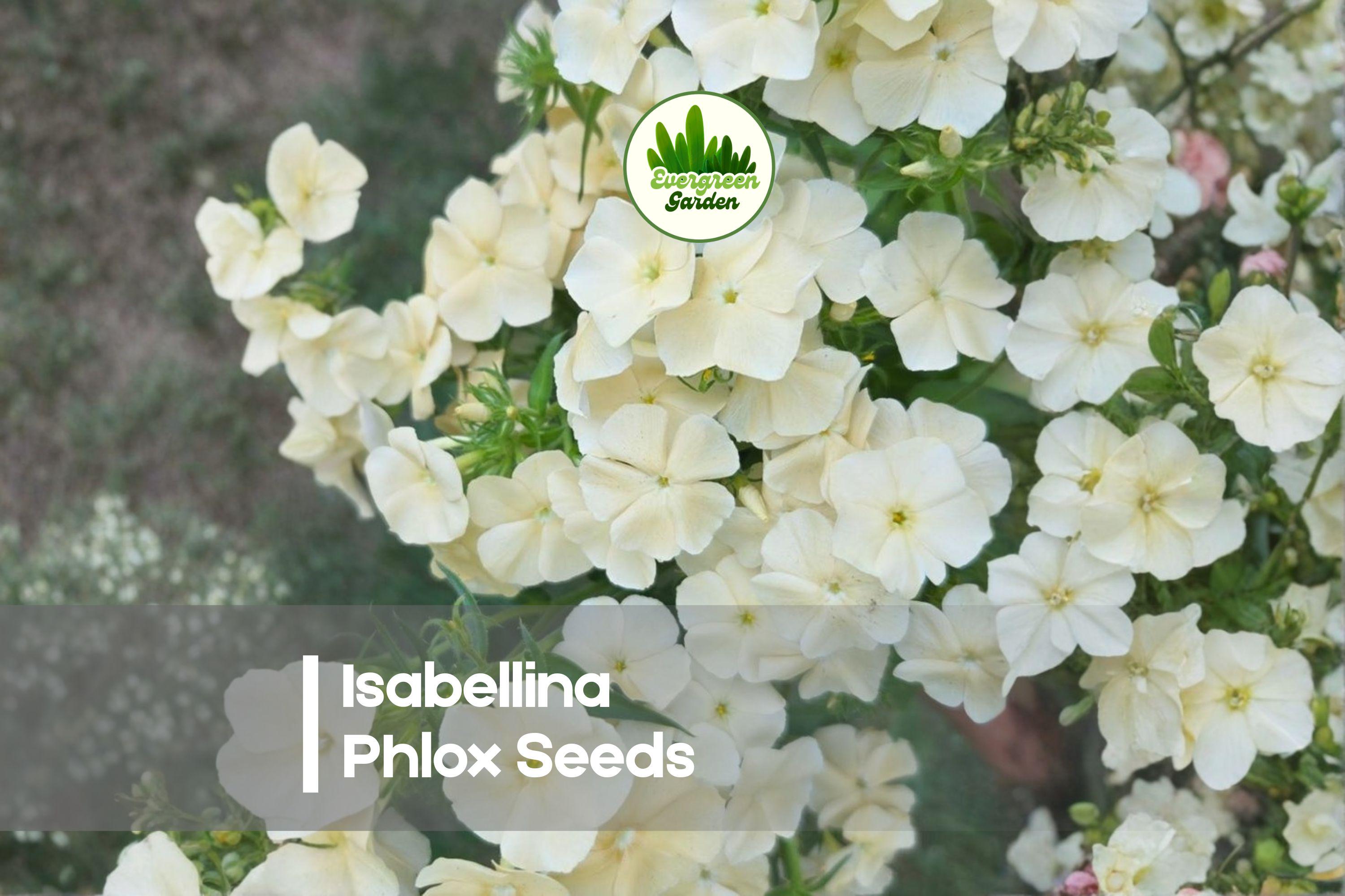 Isabellina Phlox Seeds, Garden Perennial, Cream Yellow Blooms, Pollinator Attracting, Phlox paniculata, 100+ Seeds