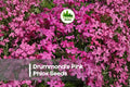 Drummond's Pink Phlox Seeds, Bright Pink, Annual Flower, Phlox drummondii, Butterfly Attracting, Cottage Garden, Border Plant