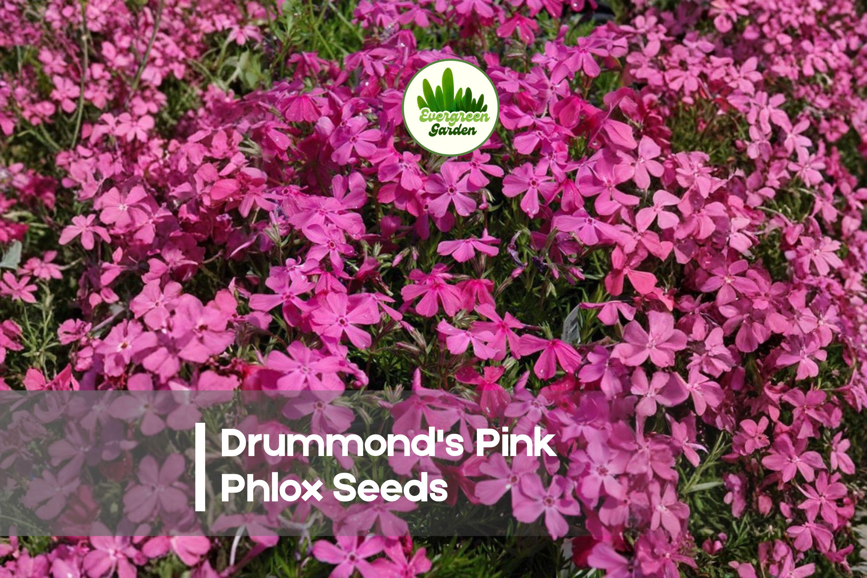 Drummond's Pink Phlox Seeds, Bright Pink, Annual Flower, Phlox drummondii, Butterfly Attracting, Cottage Garden, Border Plant