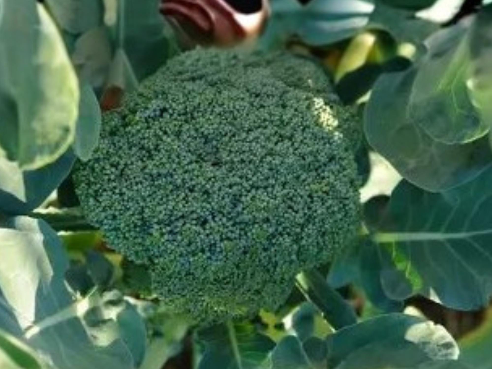 Di Cicco Broccoli Seeds – Heirloom Sprouting, Cut & Come Again, Italian Variety, Full Sun, 500 Seeds