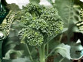 Calabrese Broccoli Seeds - Green Sprouting Italian Heirloom, 500 Seeds, Multi-Cut, Cool Season Vegetable