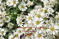 Heath Aster Seeds – 100 Count – Frost Aster (Symphyotrichum ericoides) Native Perennial Wildflower for Pollinator Gardens