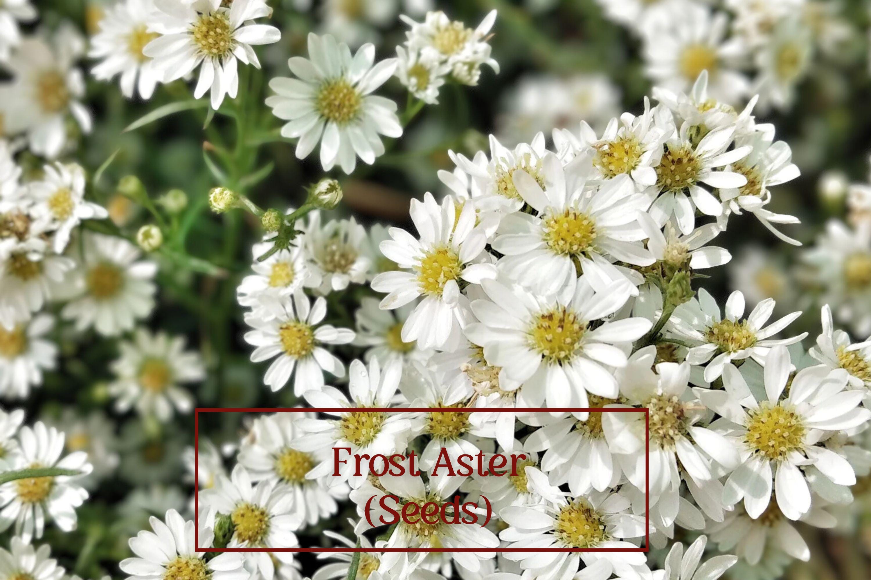 Heath Aster Seeds – 100 Count – Frost Aster (Symphyotrichum ericoides) Native Perennial Wildflower for Pollinator Gardens