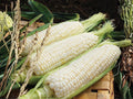 Silver Queen Sweet Corn Seeds – 50 Hybrid Seeds for Home Garden, White Kernel, Large Ears, Zea mays