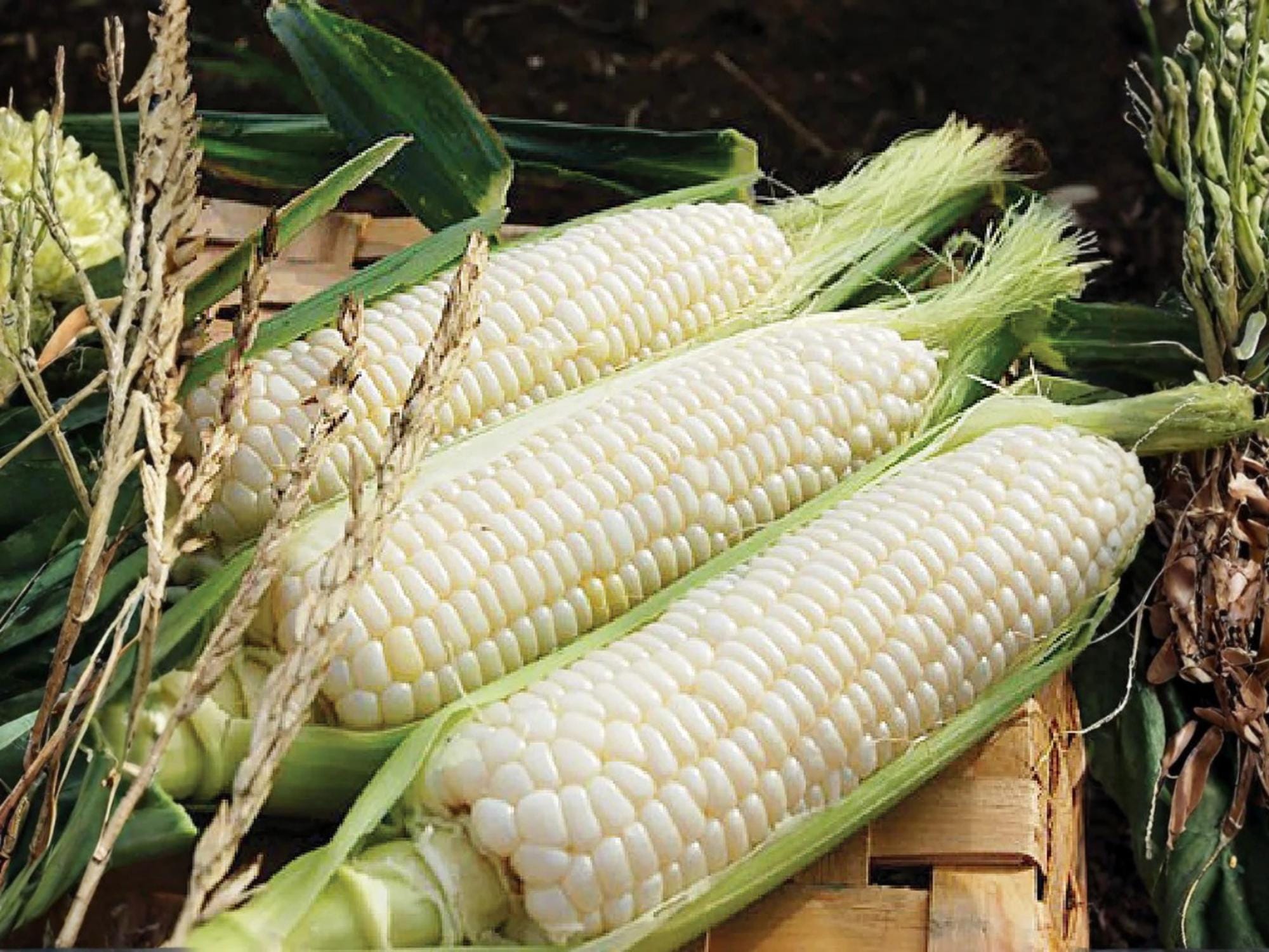 Silver Queen Sweet Corn Seeds – 50 Hybrid Seeds for Home Garden, White Kernel, Large Ears, Zea mays