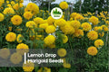 Lemon Drop Marigold Seeds | Compact Annual with Pale Yellow Mini Blooms | Tagetes Species for Borders, Pots & Gardens