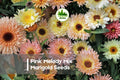 Pink Melody Mix Marigold Seeds – 25+ Pink, Rose & Pastel Blooms, Tagetes Species, Annual, Full Sun, Easy to Grow
