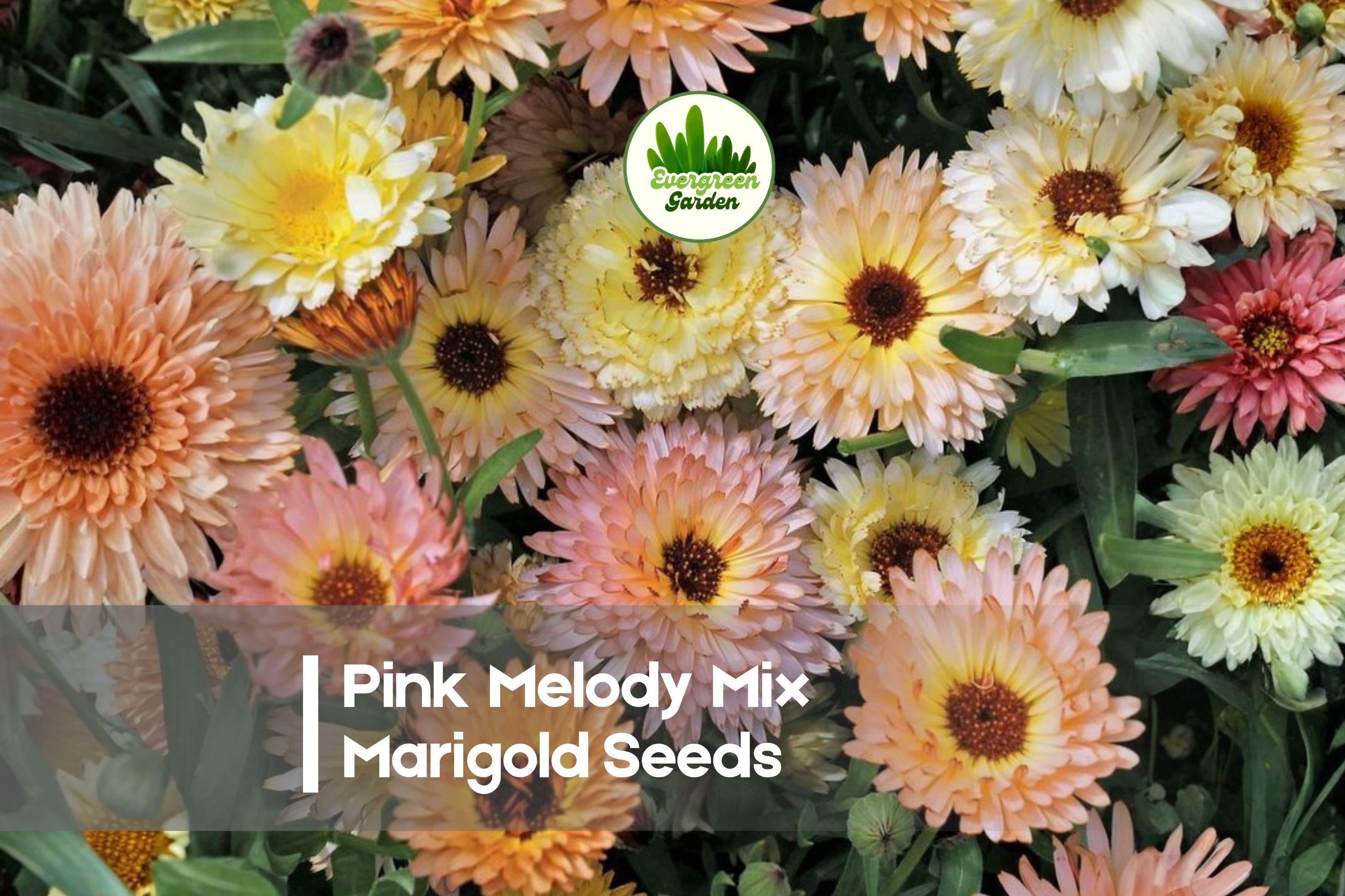 Pink Melody Mix Marigold Seeds – 25+ Pink, Rose & Pastel Blooms, Tagetes Species, Annual, Full Sun, Easy to Grow