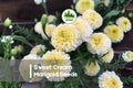 Sweet Cream Marigold Seeds, Tagetes species, Cream and Pale Yellow Blooms, Annual Flower for Borders & Containers