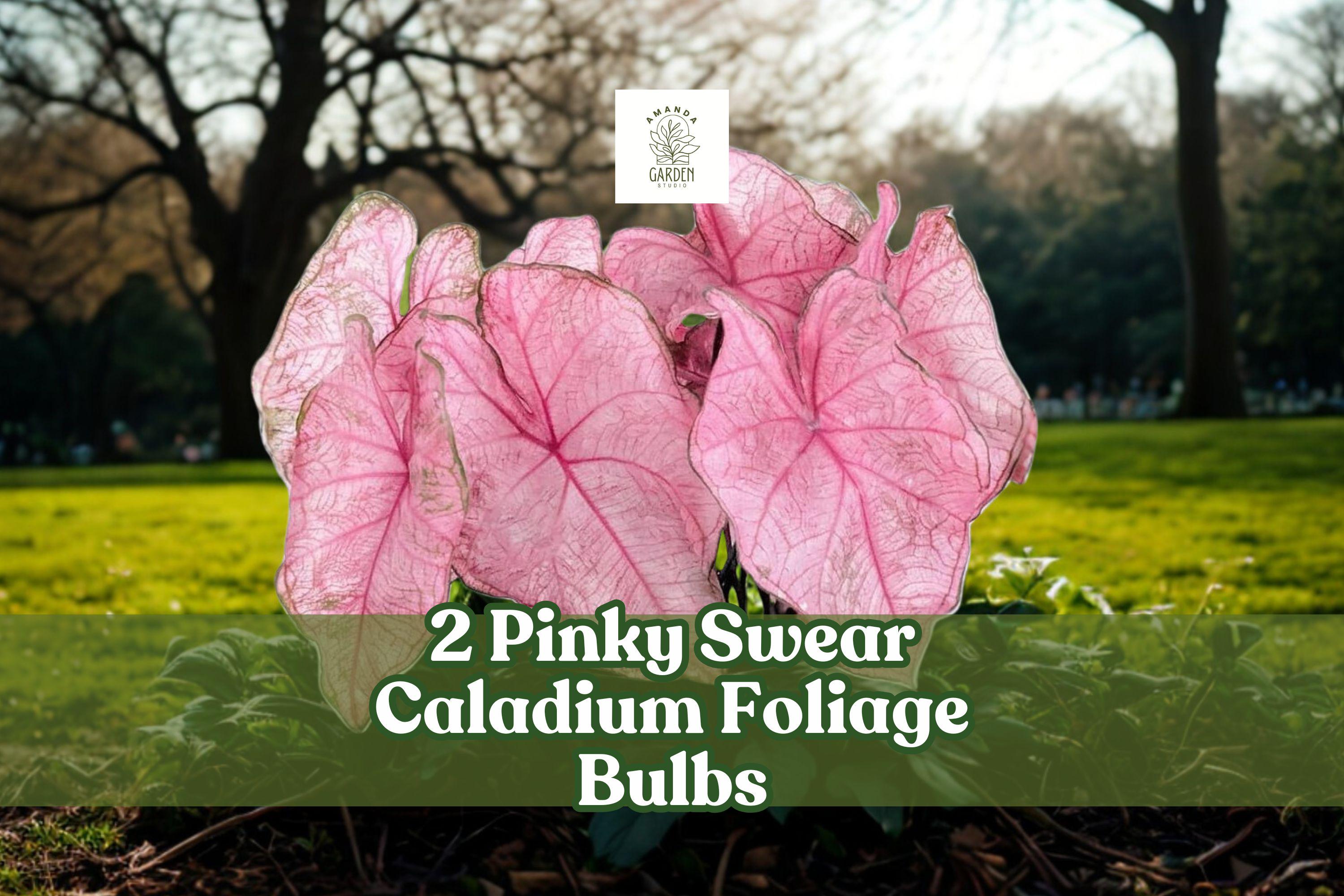 Pinky Swear Caladium Bulbs – Pink Foliage, Heart-Shaped Leaves, Caladium bicolor, Shade Garden, Container Planting