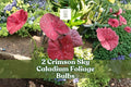 Crimson Sky Caladium Foliage Bulbs – Red and Green Heart-Shaped Leaves, Tropical Shade Garden, Caladium bicolor, 2 Pack