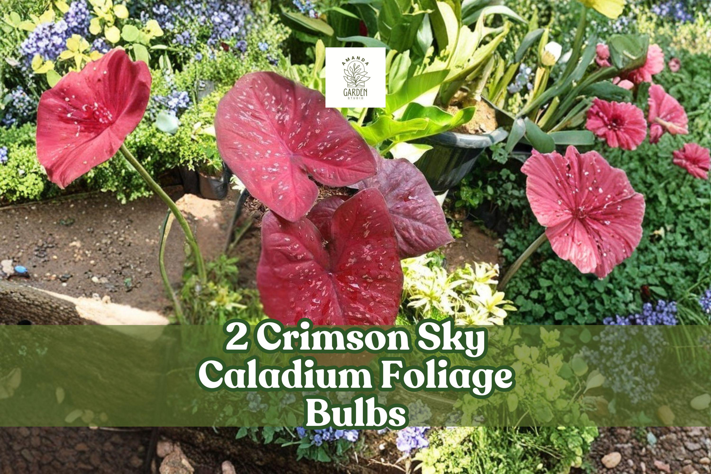 Crimson Sky Caladium Foliage Bulbs – Red and Green Heart-Shaped Leaves, Tropical Shade Garden, Caladium bicolor, 2 Pack