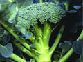 Waltham 29 Broccoli Seeds – Heirloom, Cold Hardy, Non-GMO, Vegetable Garden Seed Pack of 500