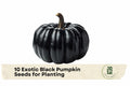 Exotic Black Pumpkin Seeds, Black Kat Pumpkin, Cucurbita pepo, Vining Vegetable, Dark Green to Black, Ornamental & Decorative