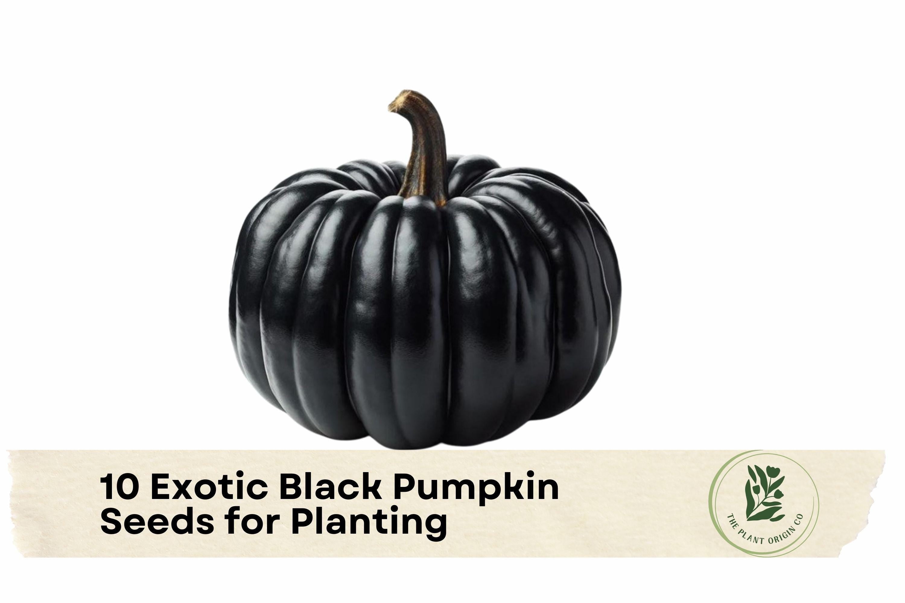 Exotic Black Pumpkin Seeds, Black Kat Pumpkin, Cucurbita pepo, Vining Vegetable, Dark Green to Black, Ornamental & Decorative