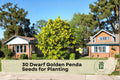 Dwarf Golden Penda Seeds, Tropical Ornamental Tree, Golden Yellow Flowers, Xanthostemon chrysanthus, Compact Garden Tree