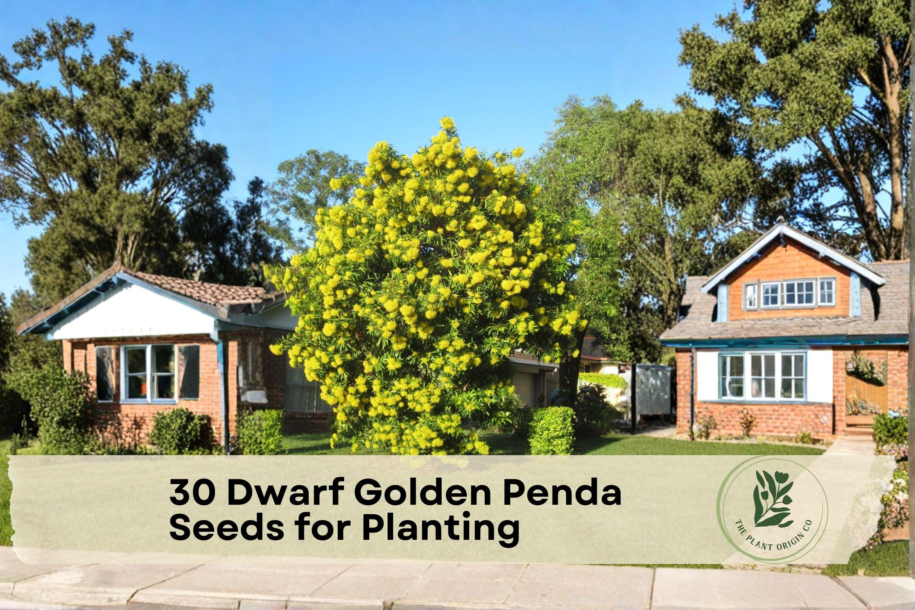 Dwarf Golden Penda Seeds, Tropical Ornamental Tree, Golden Yellow Flowers, Xanthostemon chrysanthus, Compact Garden Tree