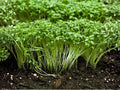 Curled Garden Cress Seeds – Fast-Growing Microgreens & Baby Greens – Pepper Cress, Open-Pollinated, 1,000 Seeds
