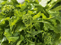 Broccoli Raab Seeds – 300 Heirloom Rapini for Spring & Fall Gardens, Fast Growing, Tender, Edible Stems & Greens