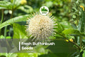 100 Buttonbush Seeds - Native Pollinator Shrub with Spherical Blooms for Wetlands, Ponds & Rain Gardens - Cephalanthus occidentalis