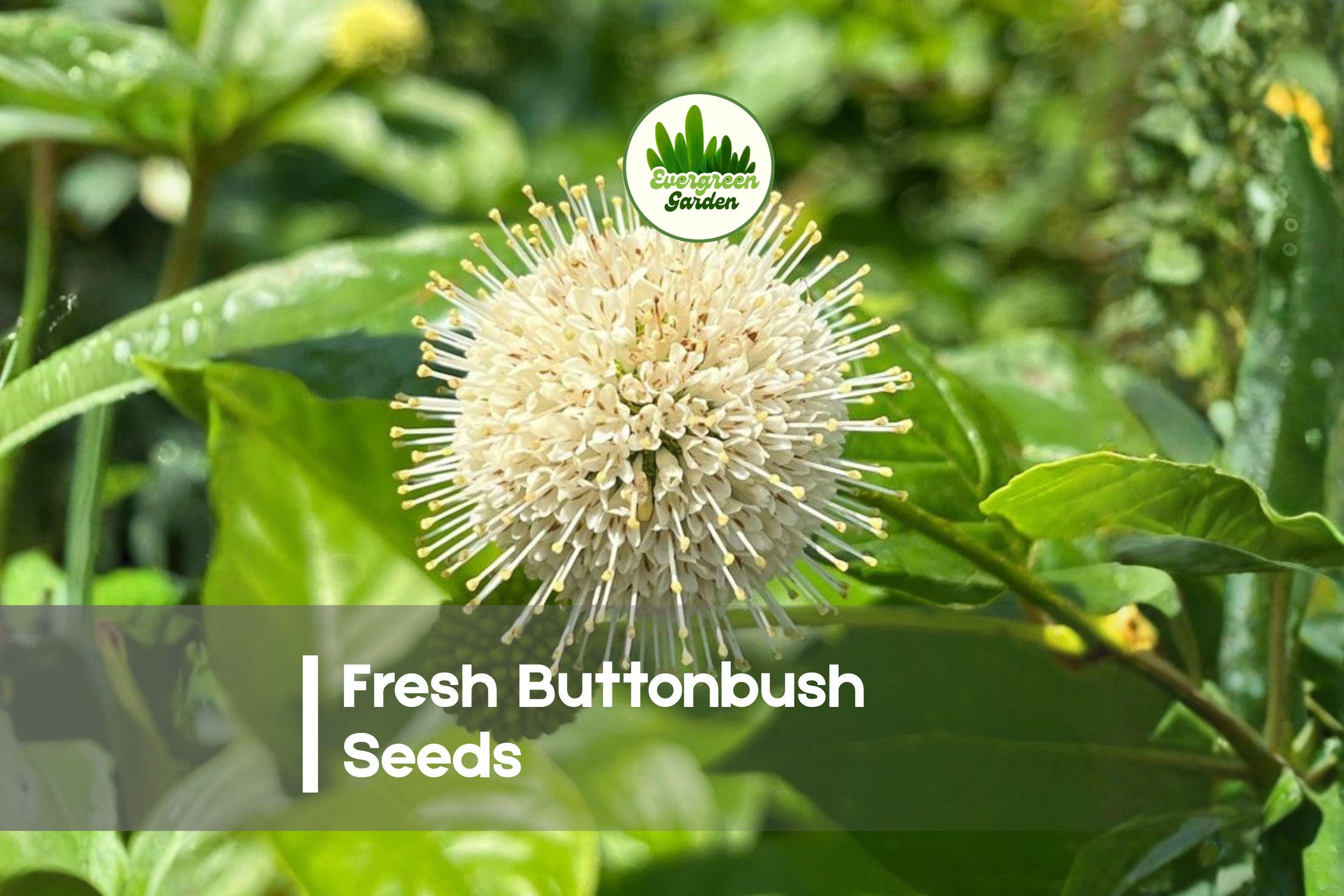 100 Buttonbush Seeds - Native Pollinator Shrub with Spherical Blooms for Wetlands, Ponds & Rain Gardens - Cephalanthus occidentalis