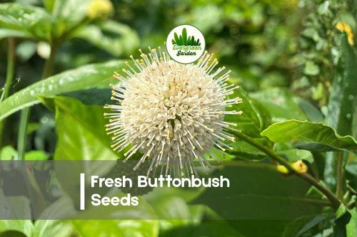 100 Buttonbush Seeds - Native Pollinator Shrub with Spherical Blooms for Wetlands, Ponds & Rain Gardens - Cephalanthus occidentalis