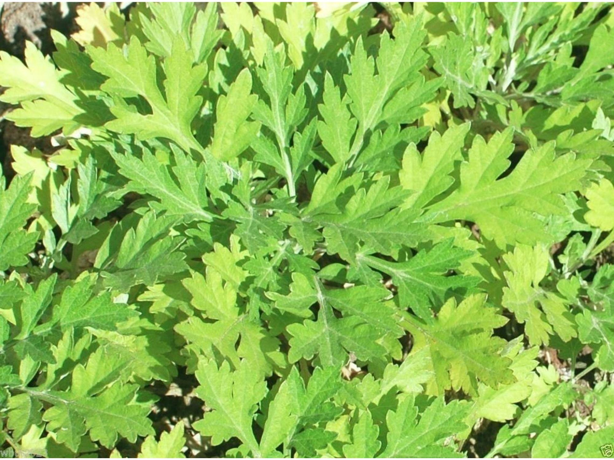 Japanese Mugwort Seeds – Yomogi Herb Plant – 30 Seeds – Artemisia princeps – Perennial, Culinary & Medicinal Herb