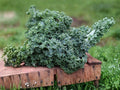Dwarf Blue Curled Scotch Kale Seeds – Heirloom, Cold Hardy, Nutrient-Rich Leafy Green, 300 Seeds