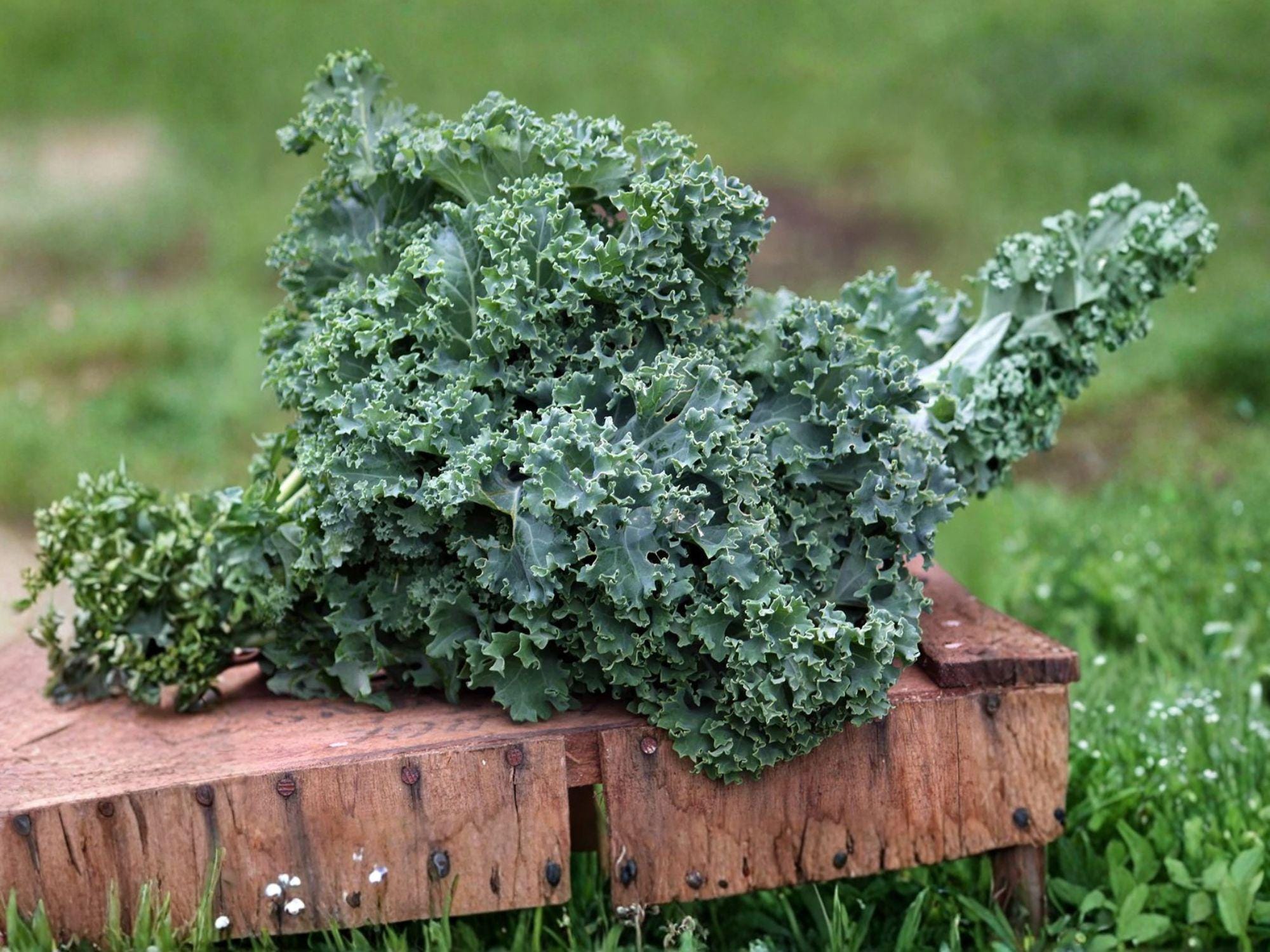 Dwarf Blue Curled Scotch Kale Seeds – Heirloom, Cold Hardy, Nutrient-Rich Leafy Green, 300 Seeds