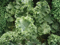 Dwarf Siberian Kale Seeds – Cold Hardy Heirloom Vegetable, 500 Non-GMO, Blue-Green Leaves, Fast-Growing, Frost Tolerant